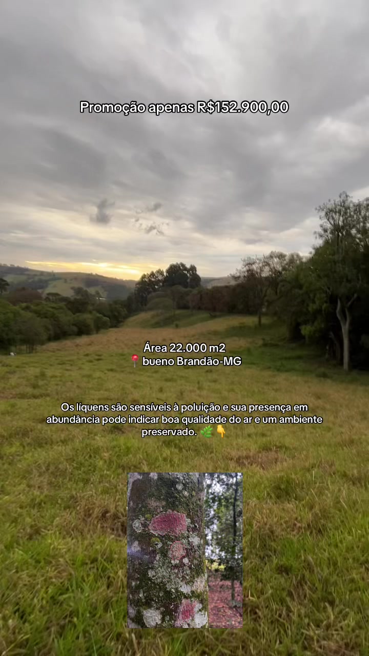 @fernando souza