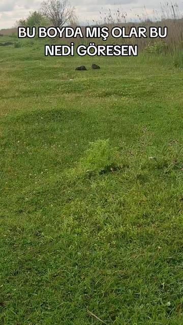@NO1 OV&Ccedil;ULAR MAQAZASI