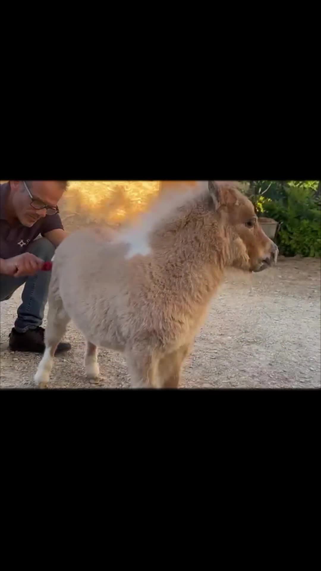 @joep.allevamentominipony
