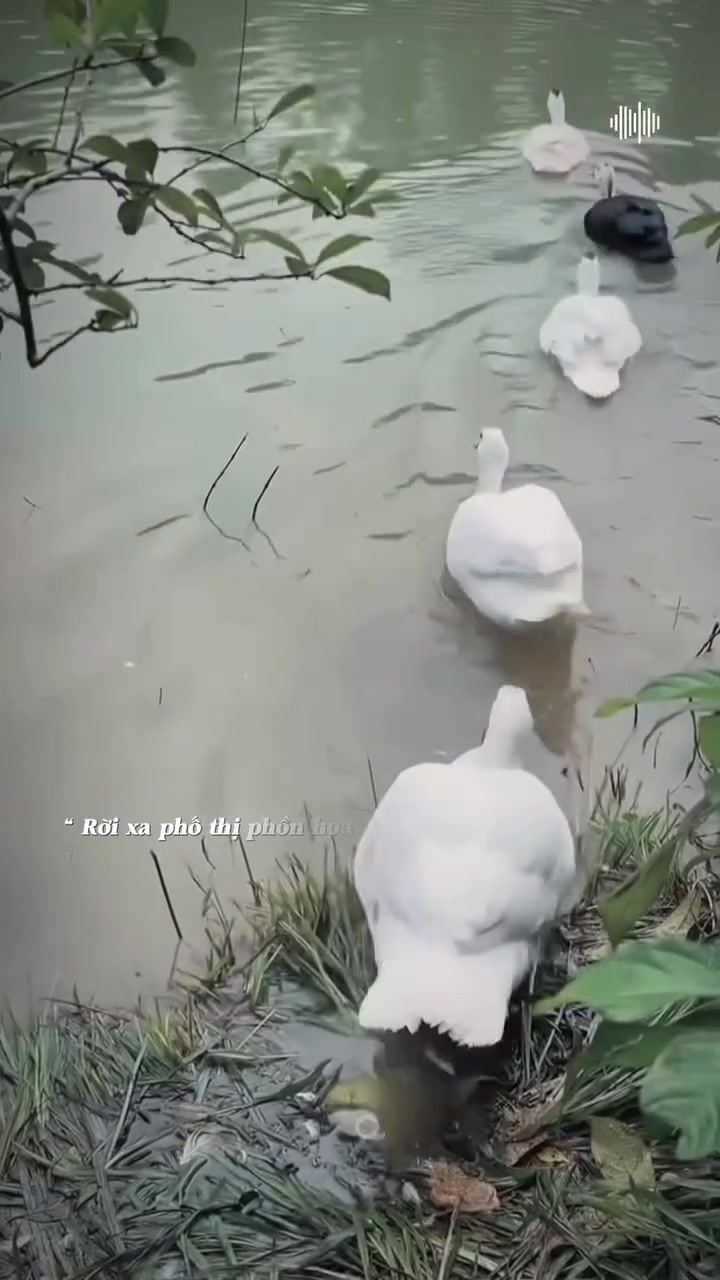 @Phạm Văn Thảo