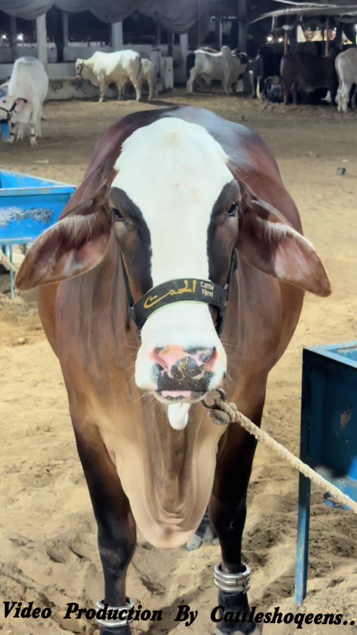 @cow lover😍