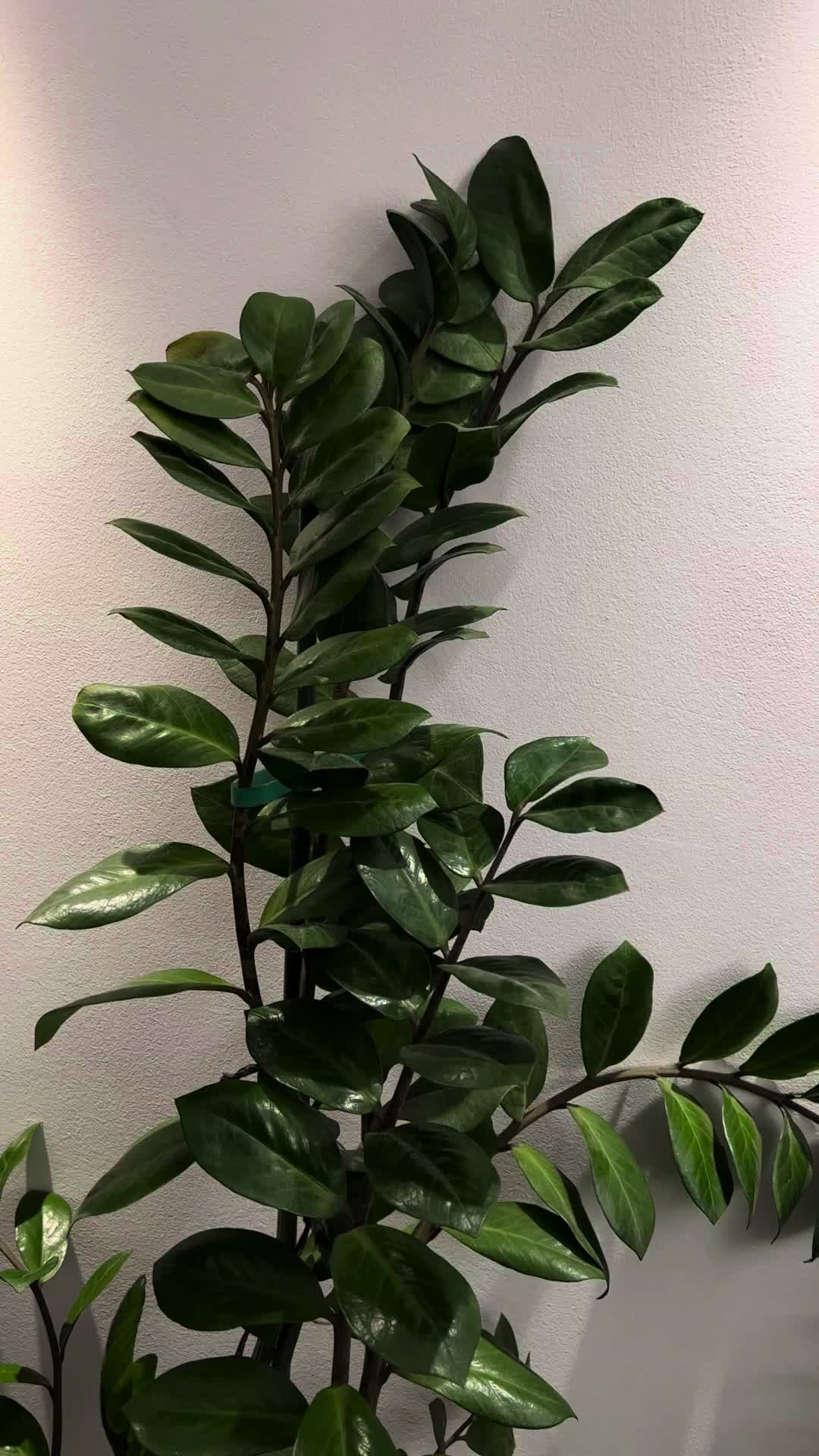 @Plant House & Garden