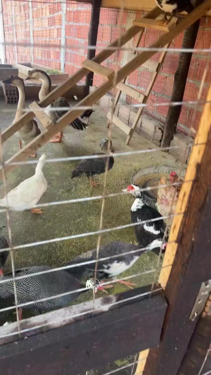 @Əziz Kürdəxanı FARM 𐱅𐰇𐰼𐰰
