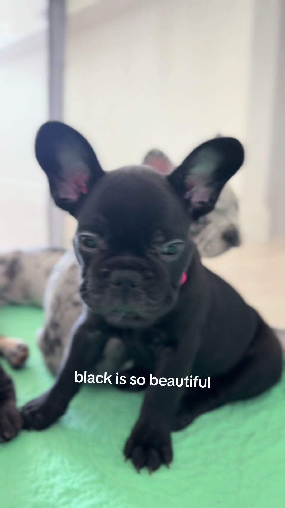 @frenchiesofvegas
