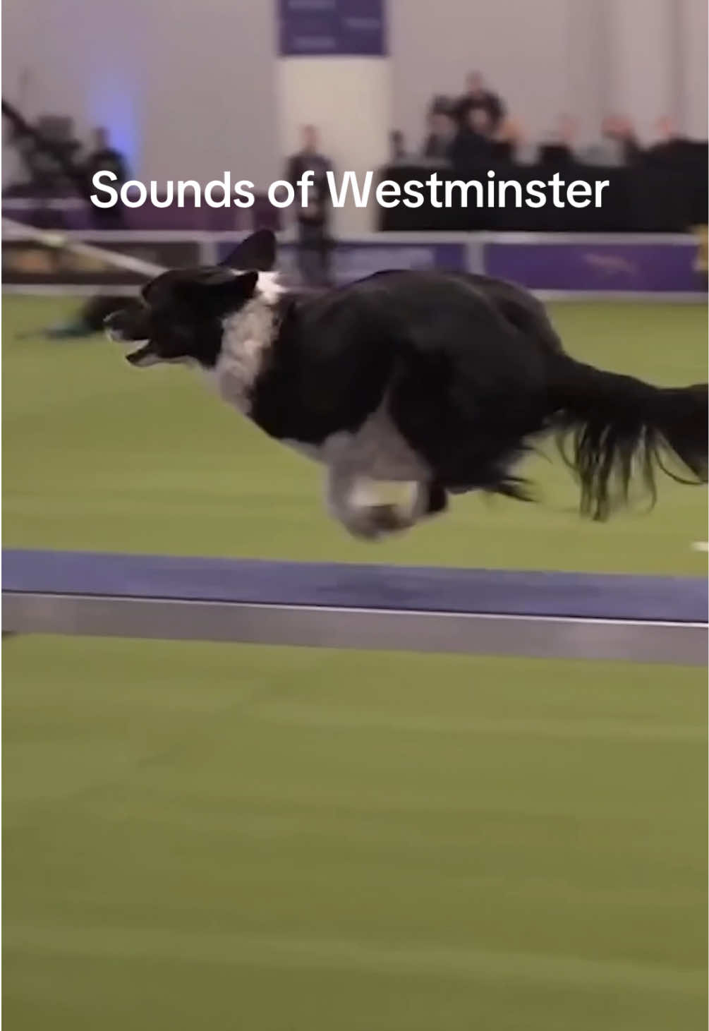 @Westminster Kennel Club