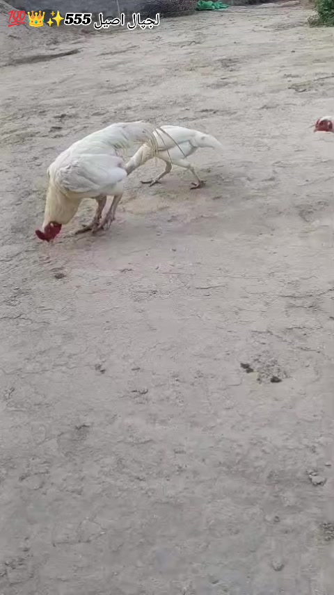 @𝒁𝒂𝒊𝒃 𝑴𝒖غ𝒉𝒂𝒍 555