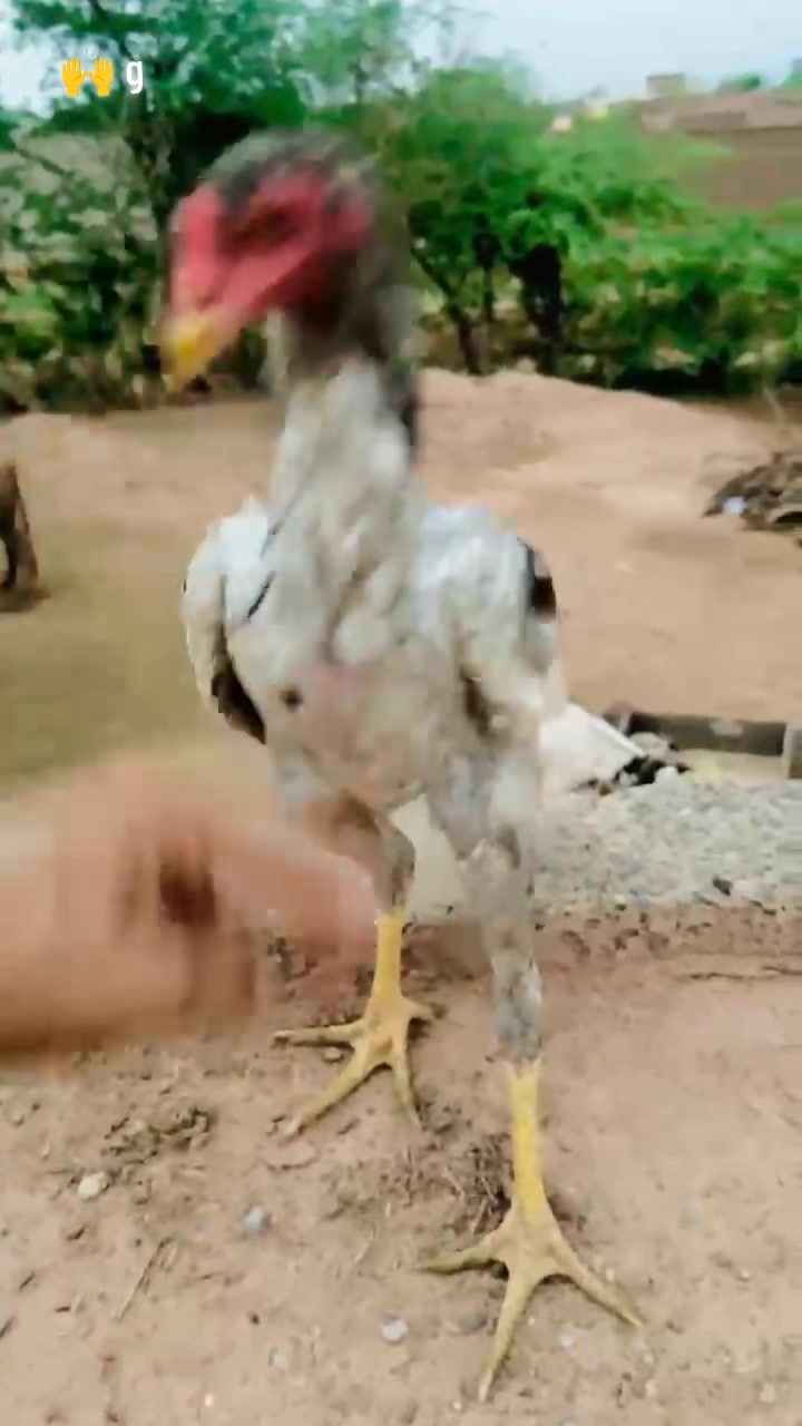 @Tik Toker Mirza✨🔥🦅
