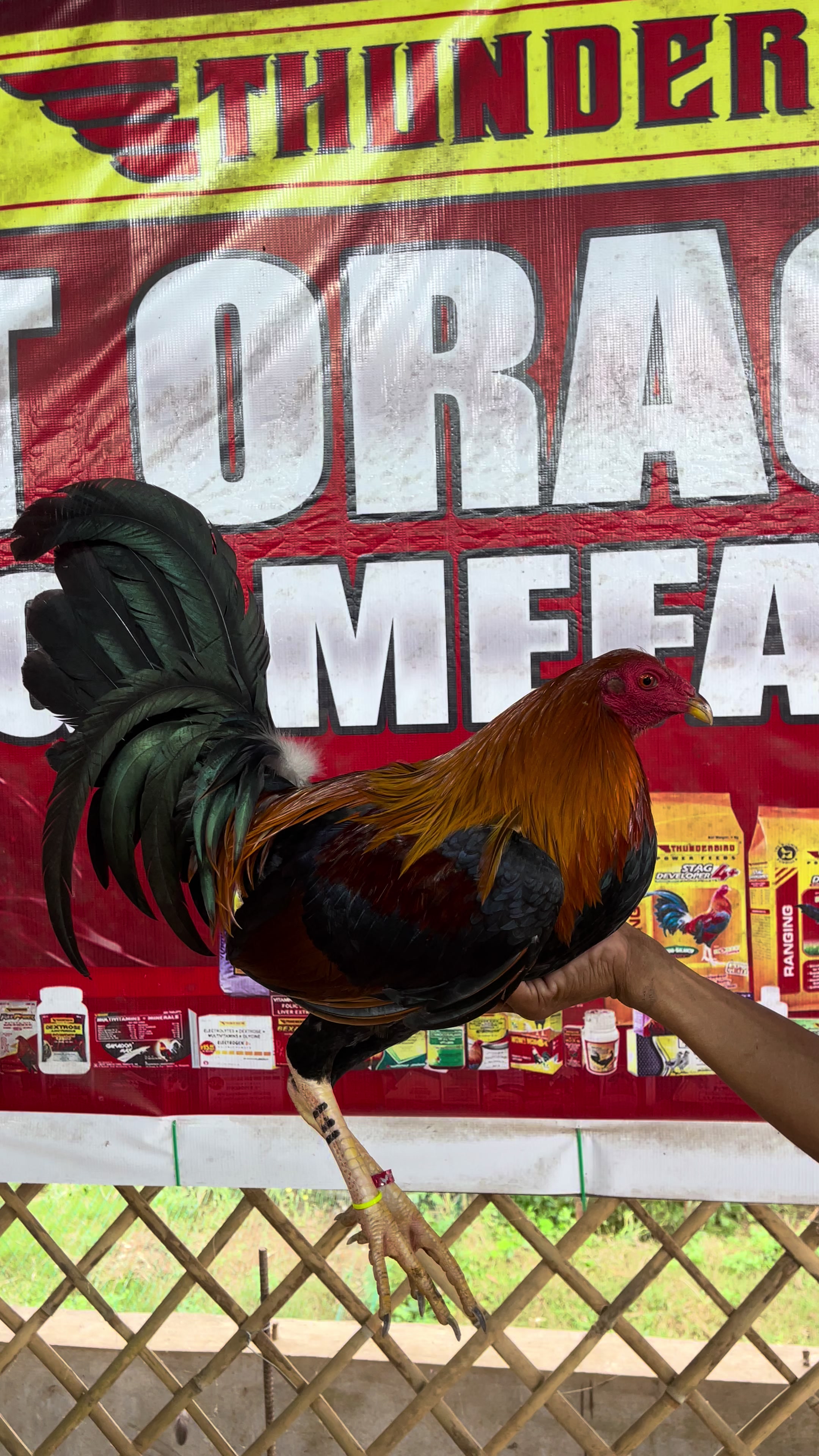 @JT ORAGON GAMEFARM