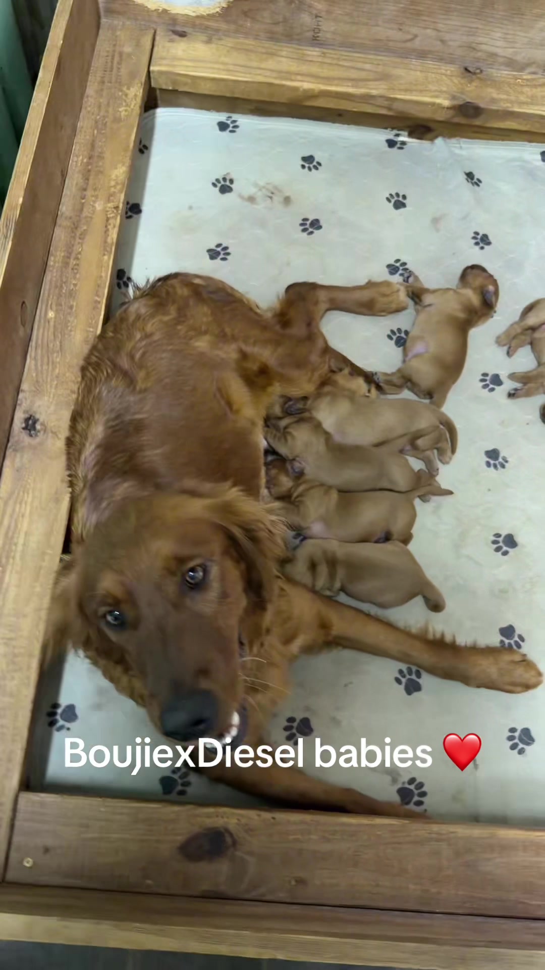 @RhondasRetrievers