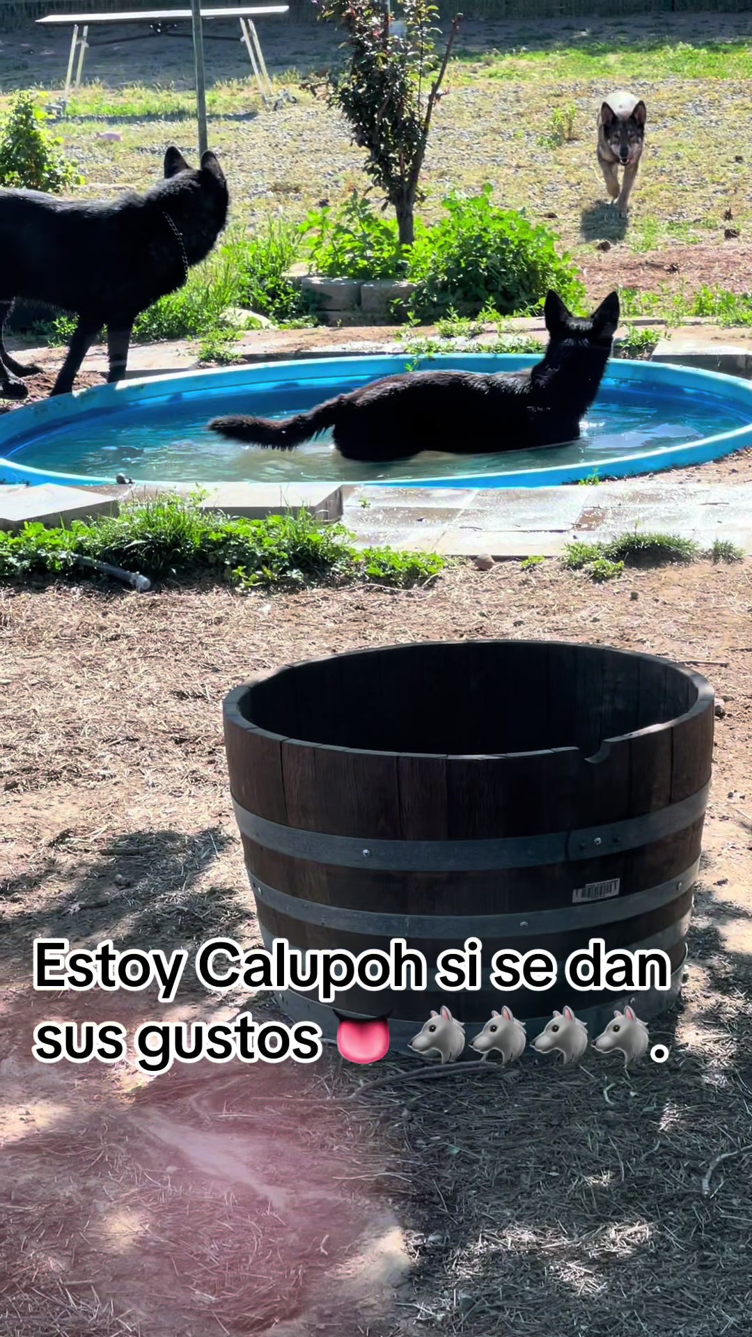 @tahoe_caluph_usa