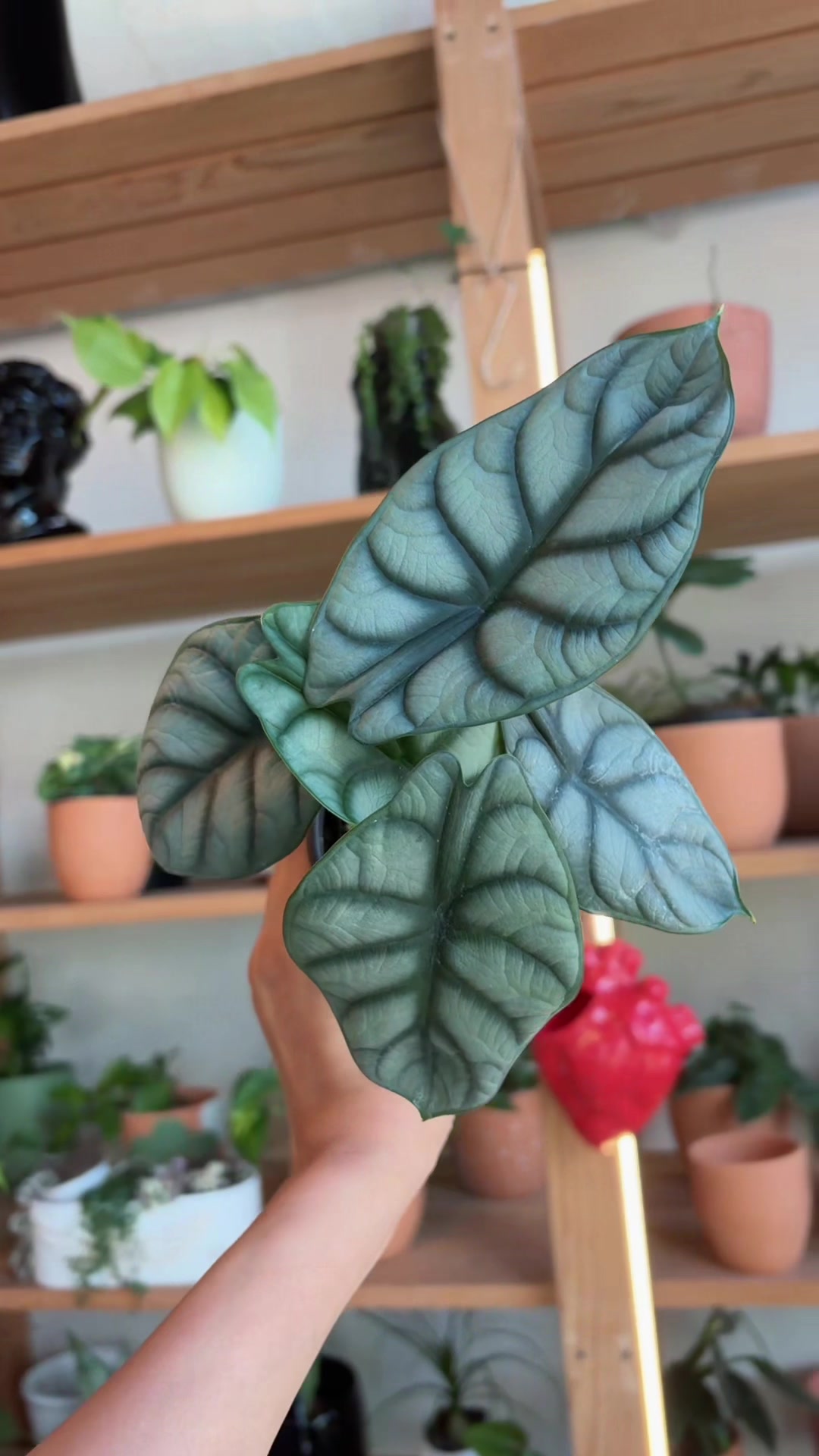 @Terracota