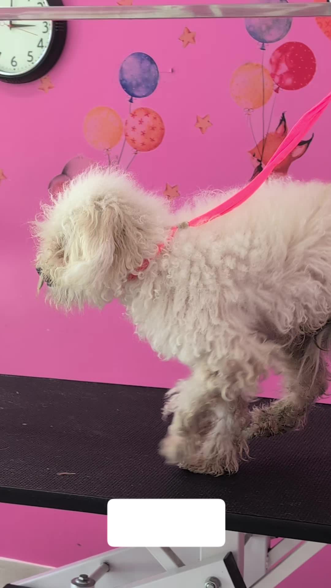 @bubulabapetgrooming