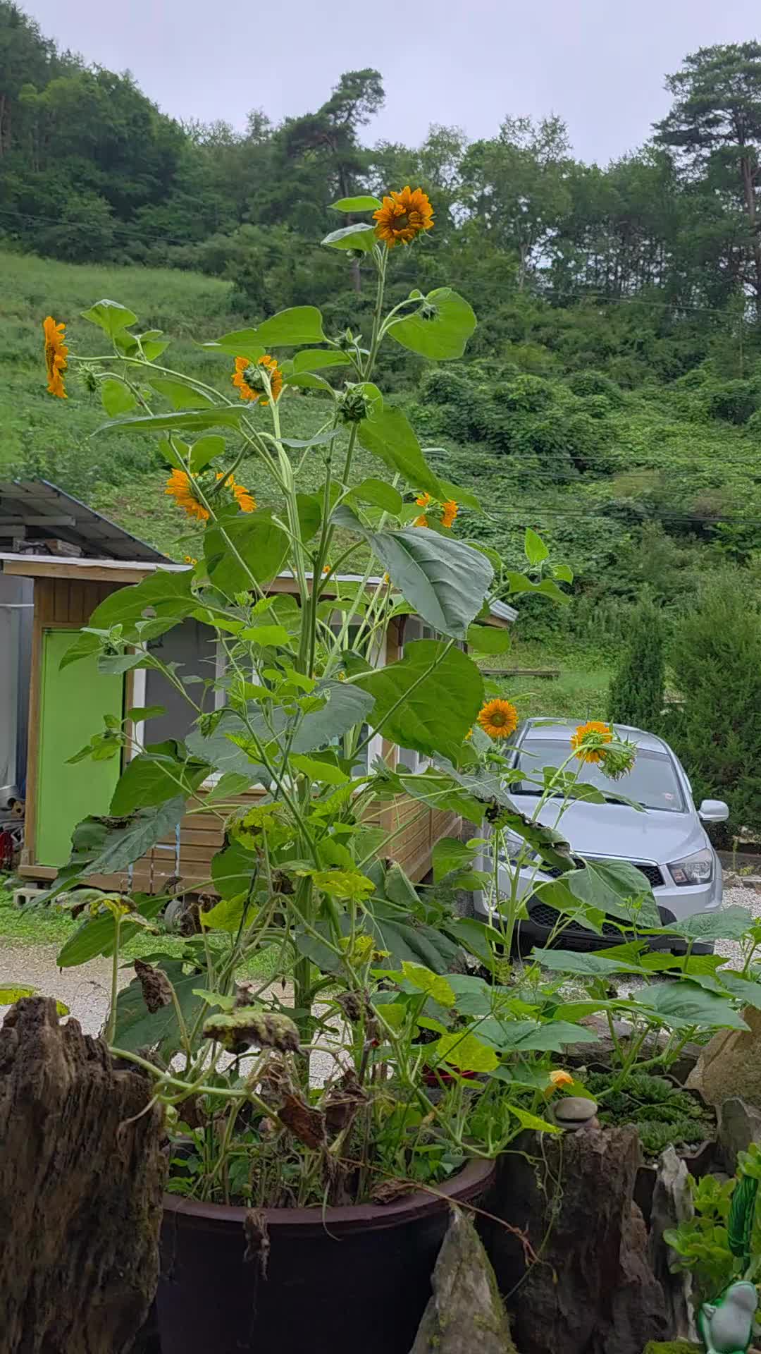 @유튜브 "정선사람들" 안용현