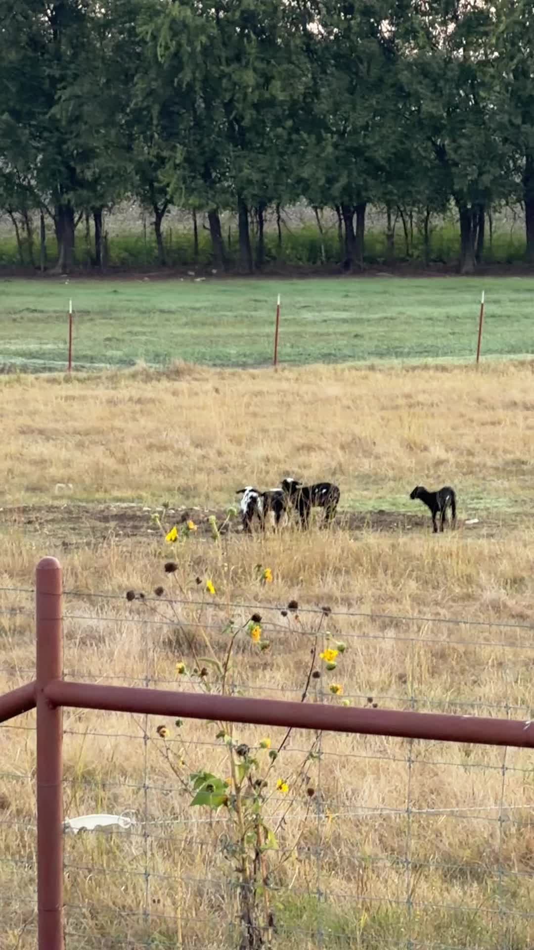 @Bar 7 Ranch