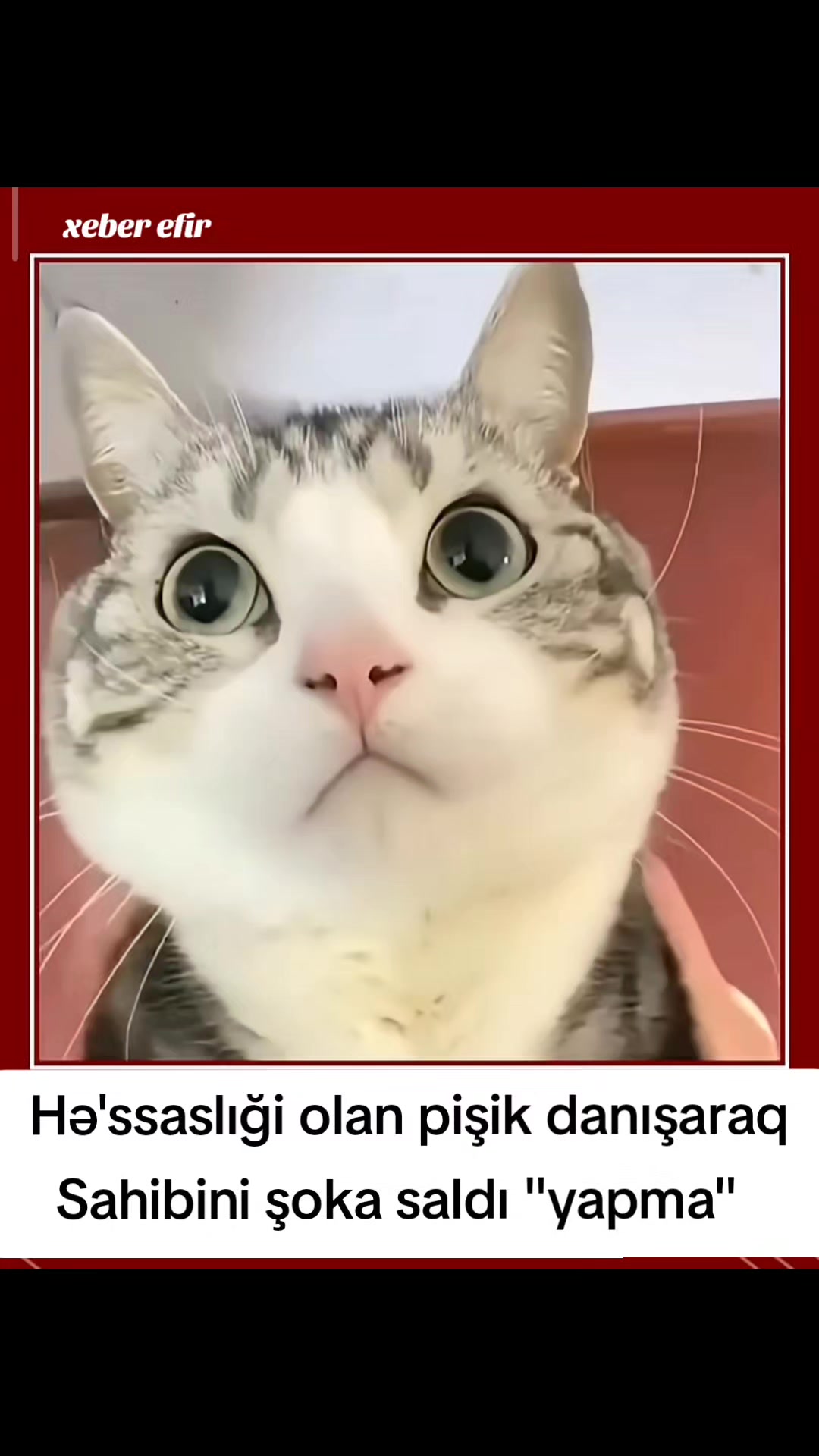@xeber efir✅