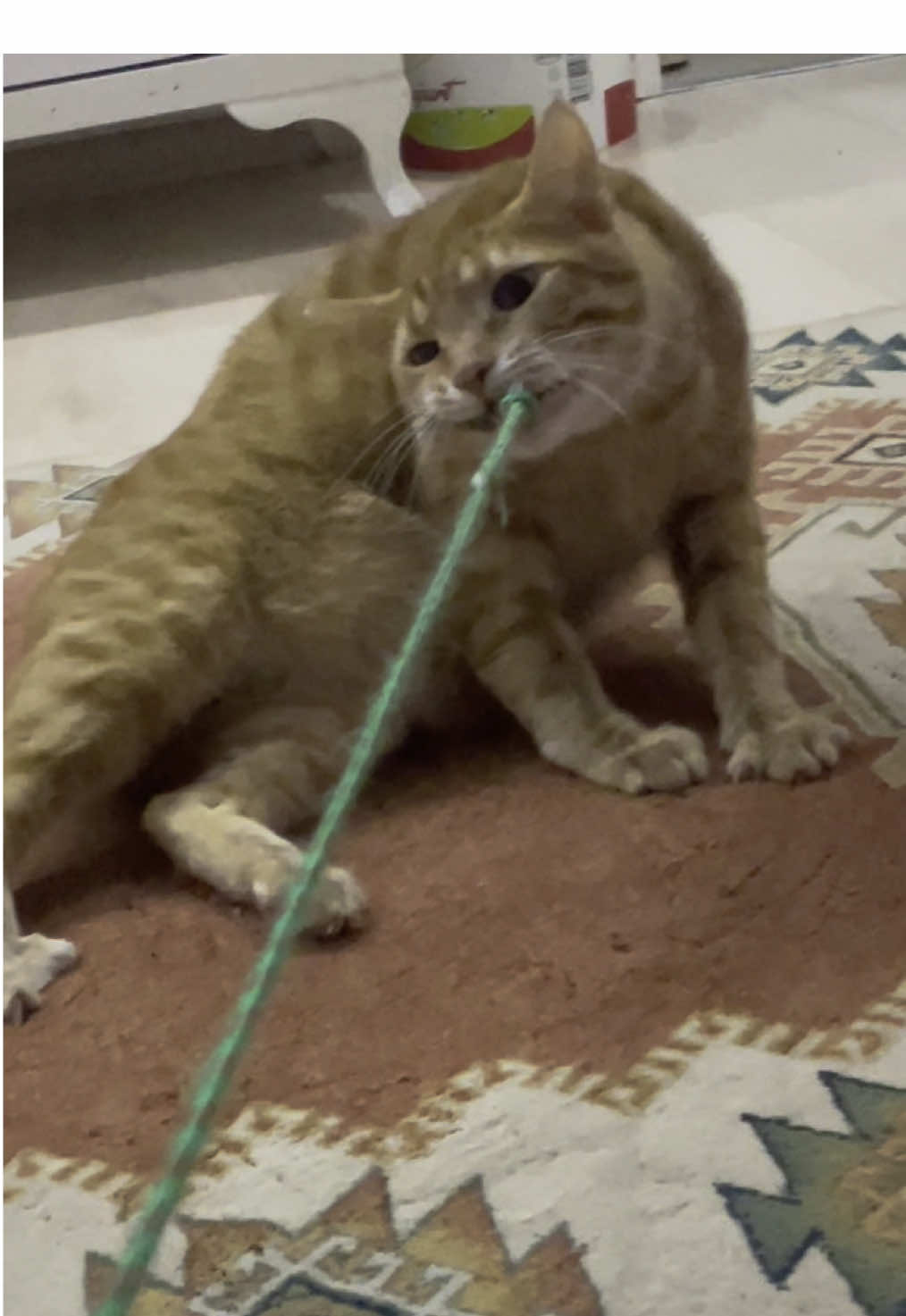 @mısır mercimek halil ve ben 🐈