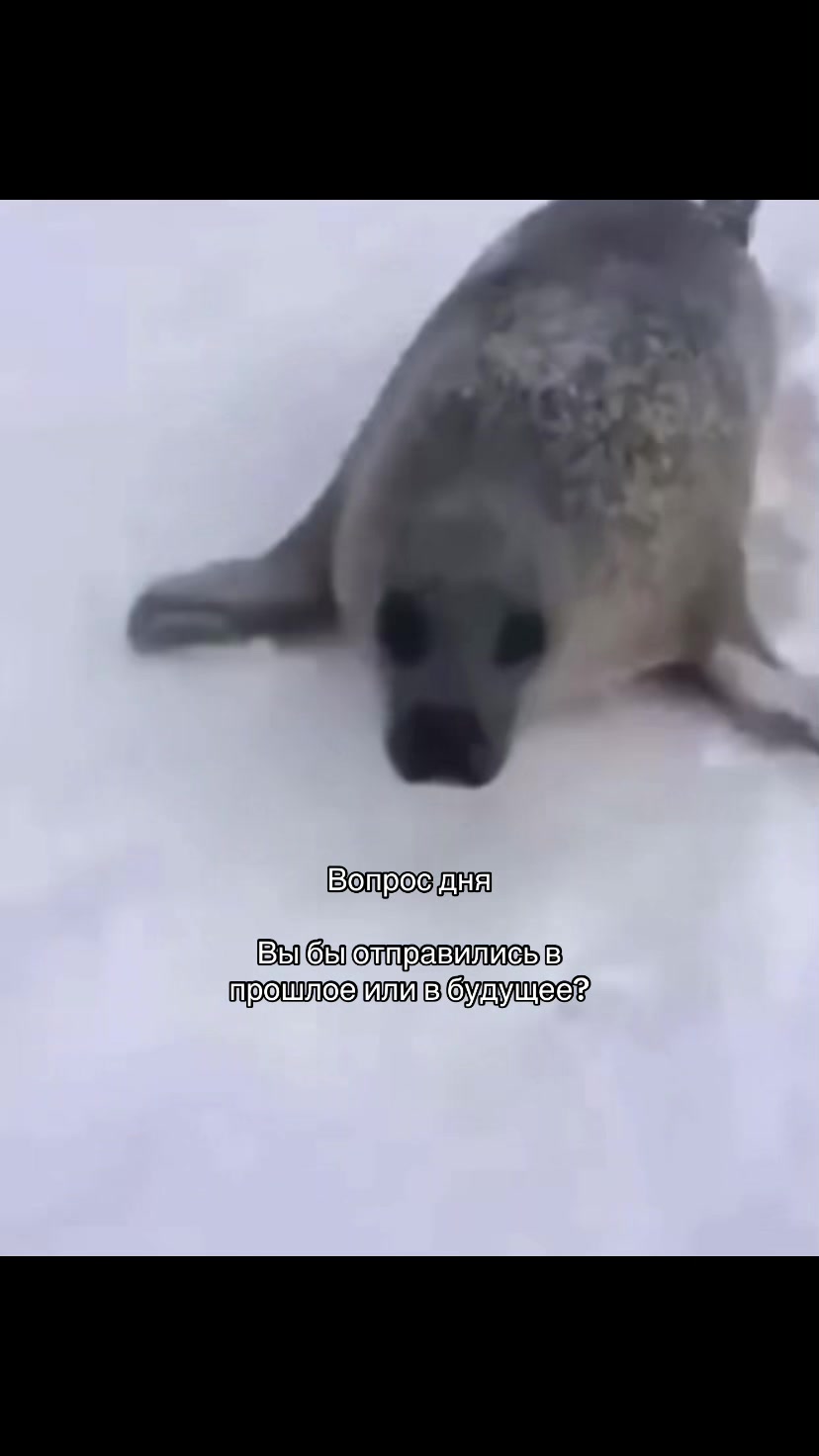 @Амбер