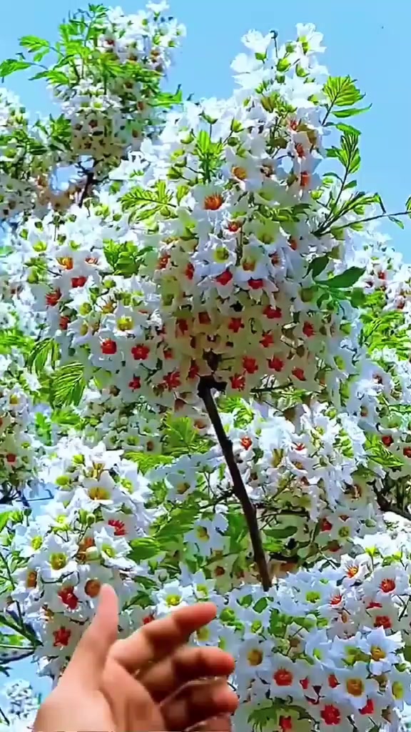 @🌷PaRaN🌷ShAh🌷