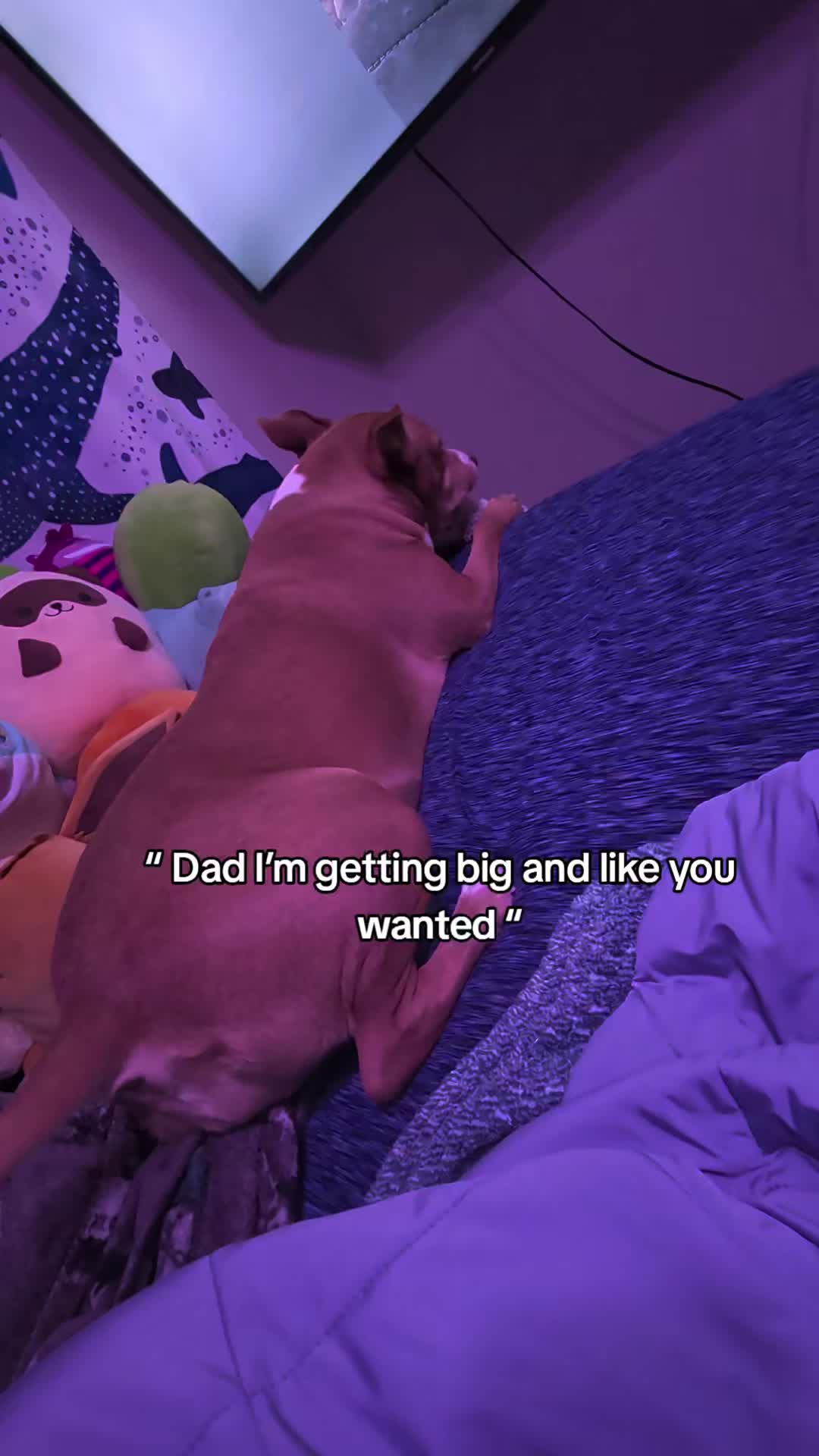 @smol_bean