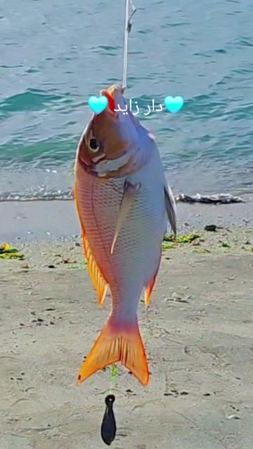 @๑୭̥๑ زايد 𓃗 دار  ๑୭̥๑