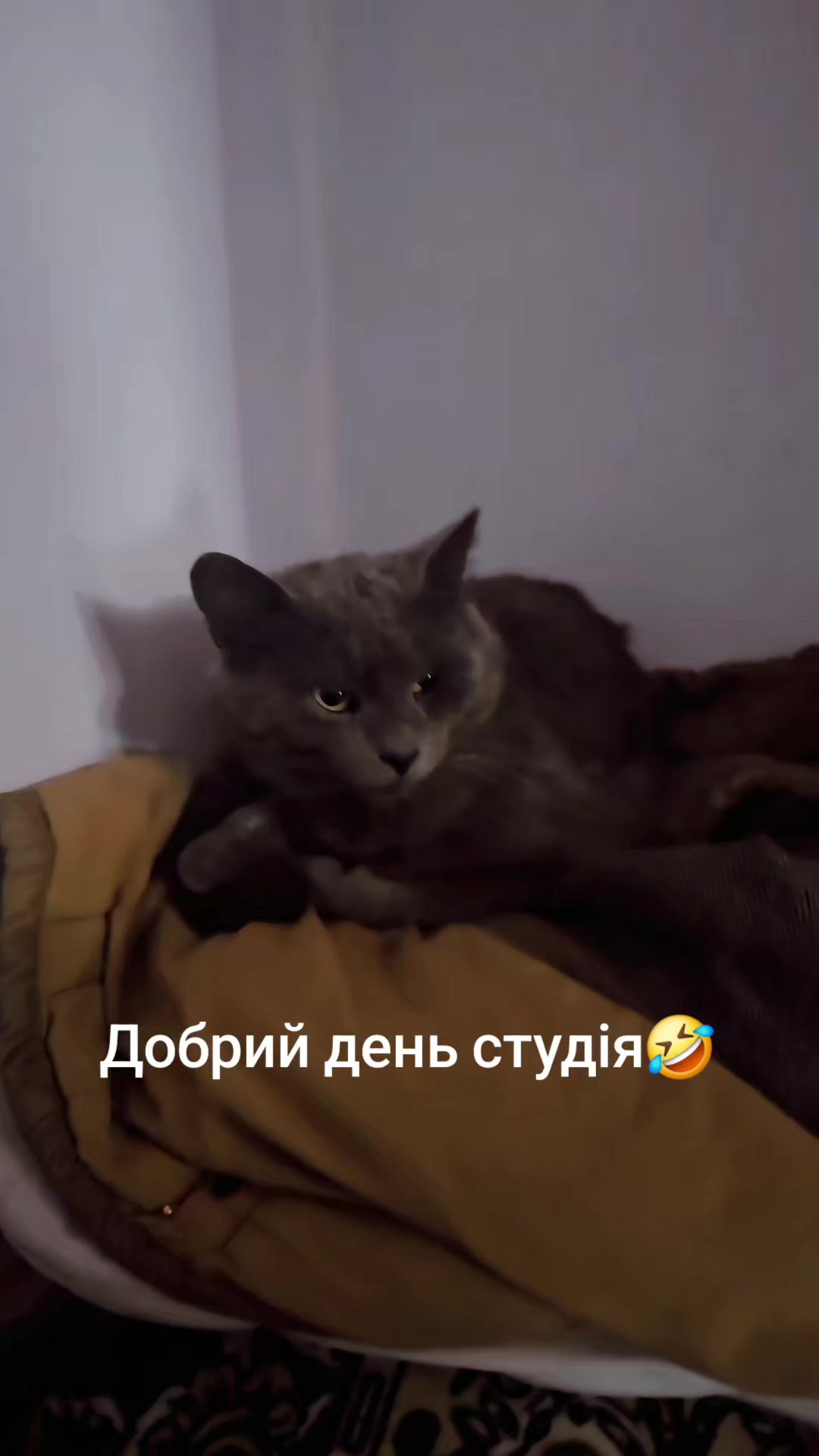 @🫦♉👑УХИЛЯНТКА👑♉🫦