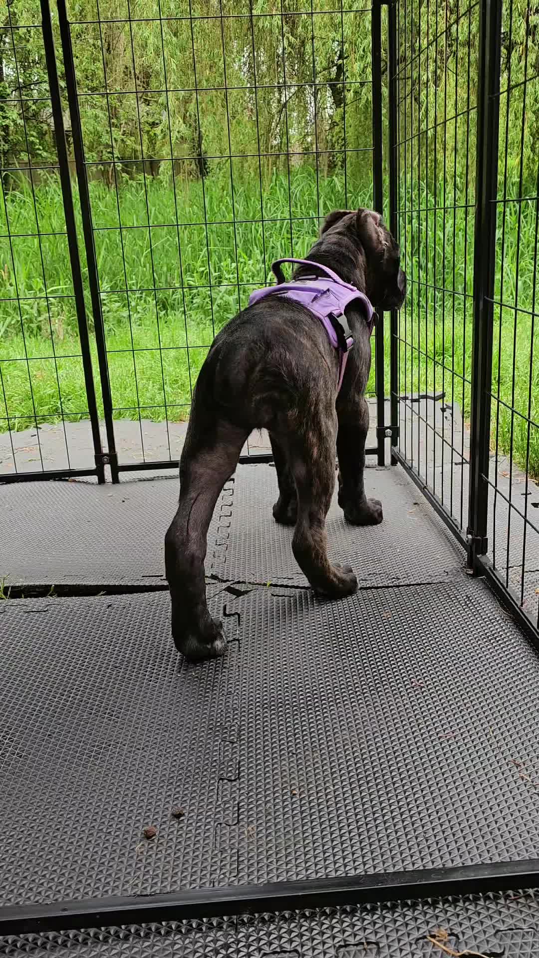 @SalmonCreekCaneCorso