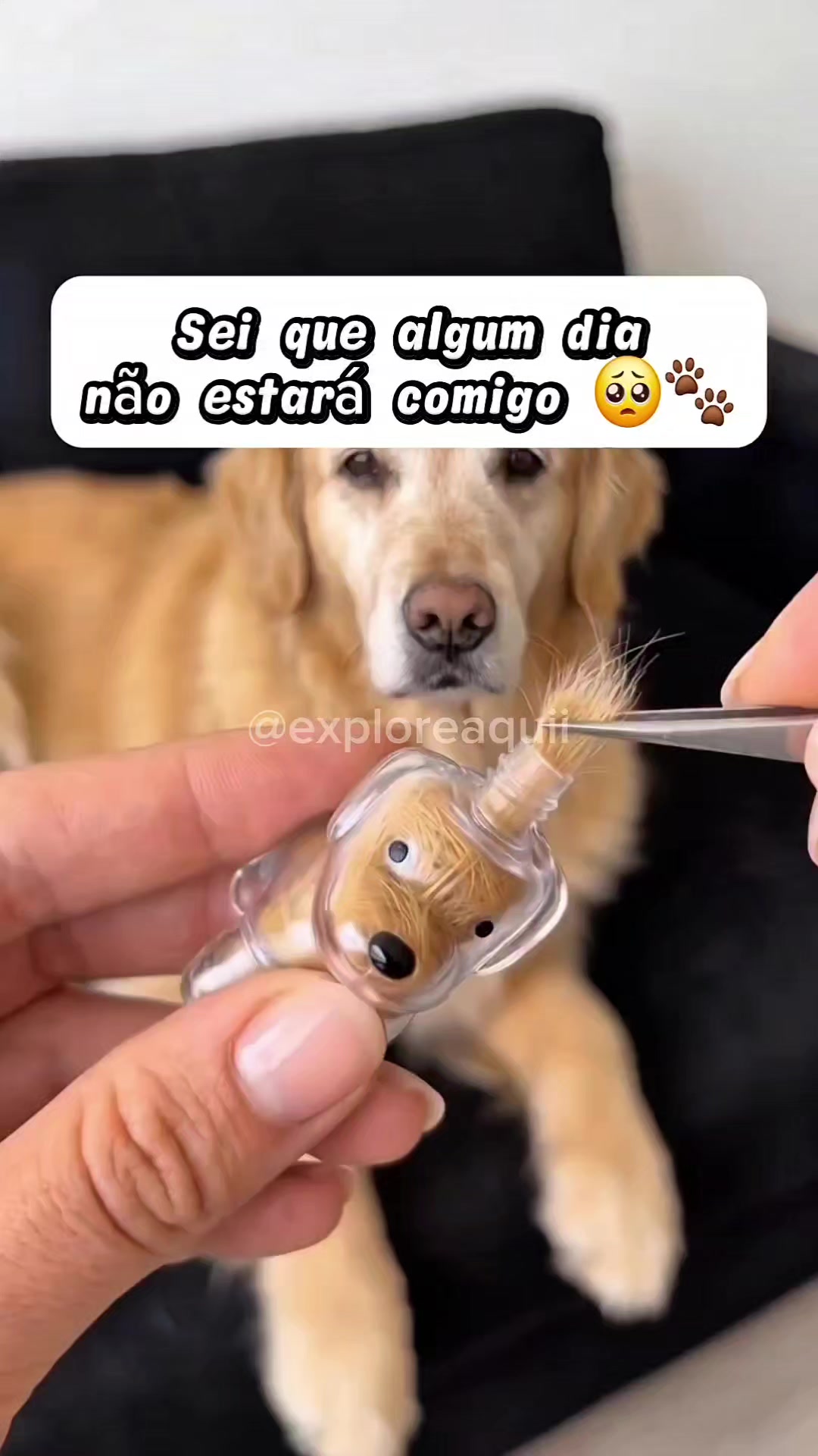 @Explore Aquii 🐾🐾✨️