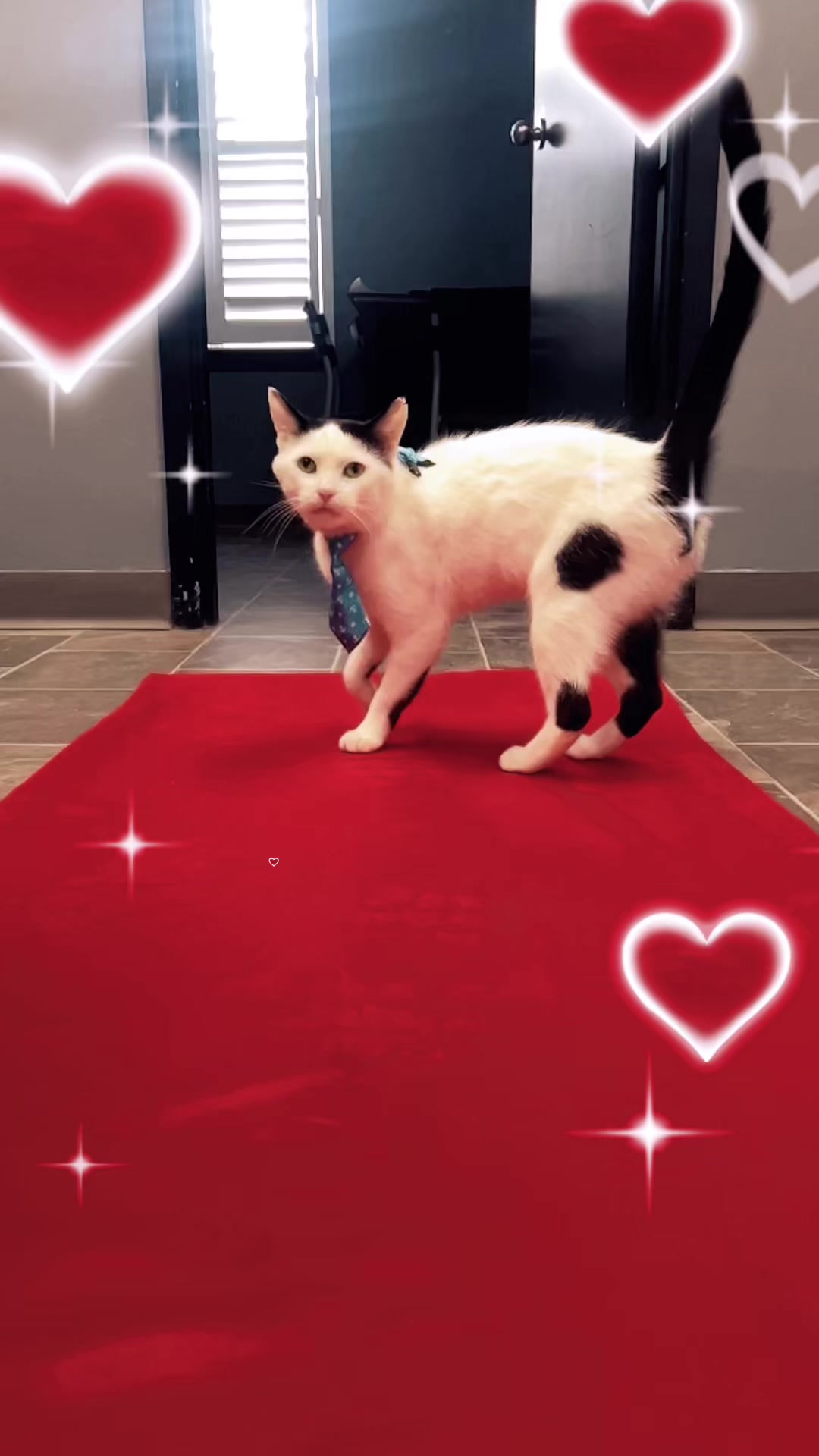 @CambridgeHumaneSocty