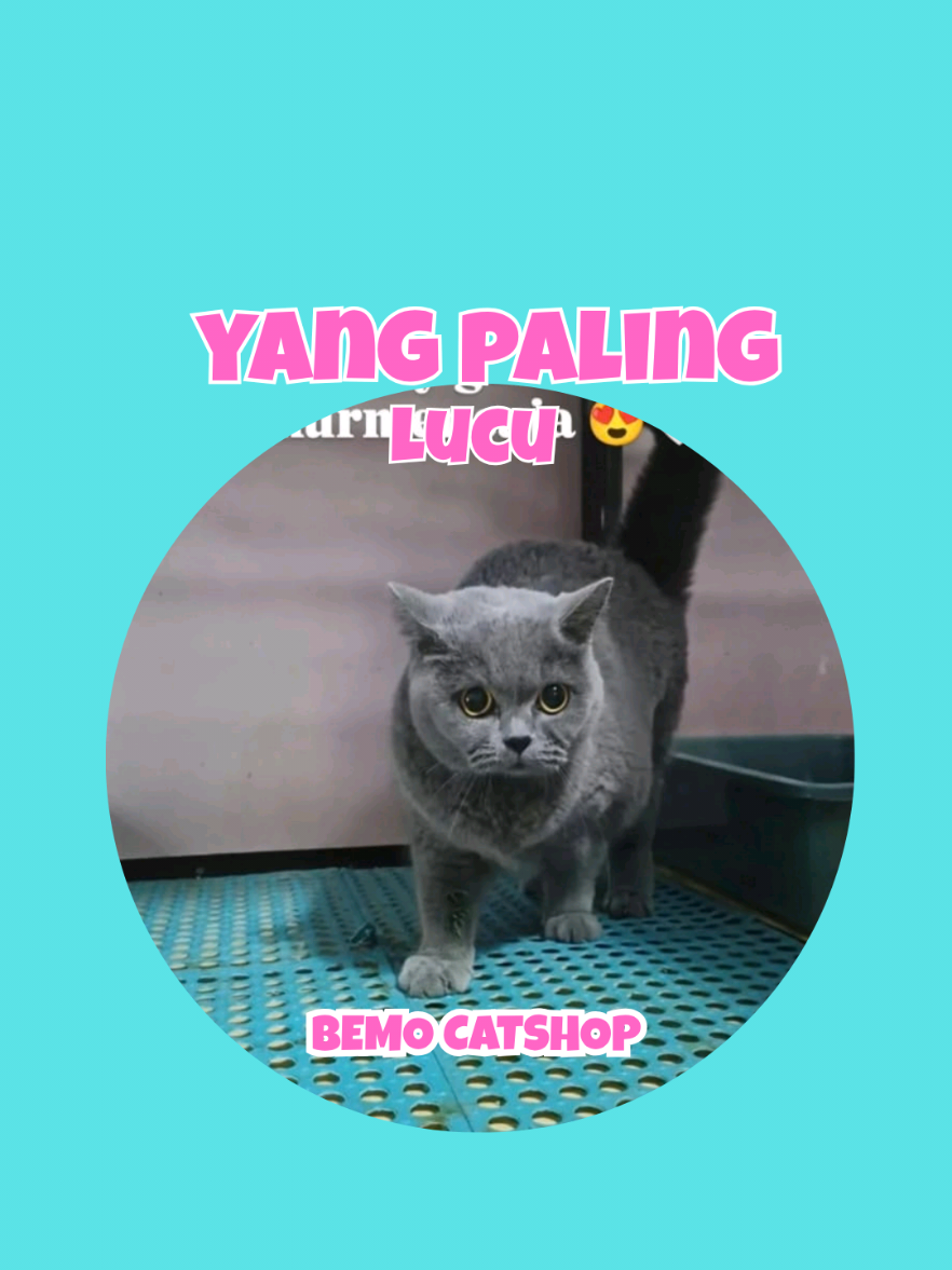 @Bemo Catshop