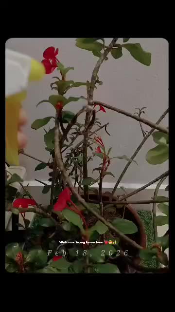 @johorhomesbypunitha