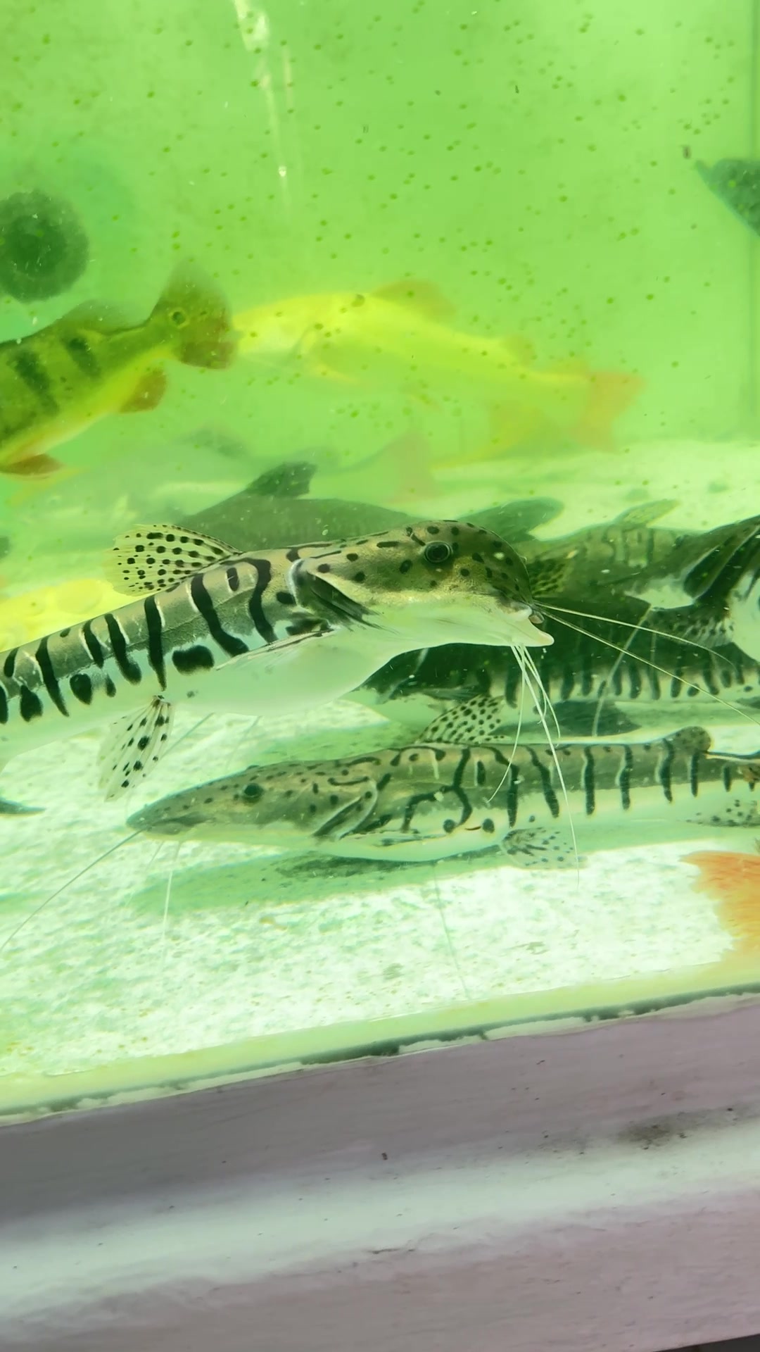@Ph&aacute;t Đạt B&aacute;n C&aacute; 😎🐠🦈