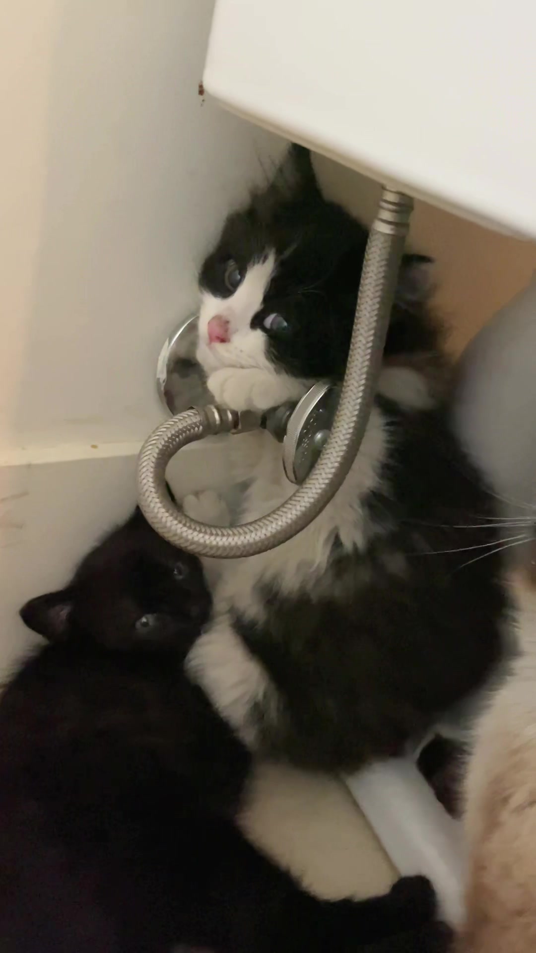 @tiana fosters cats