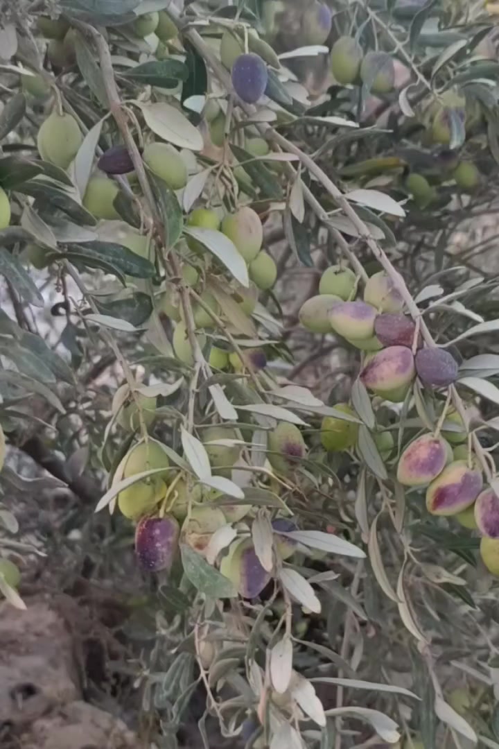 @دعم حسابات