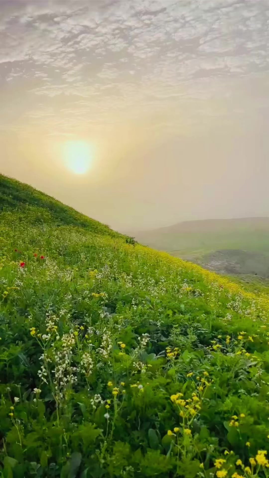@خليل الشمري