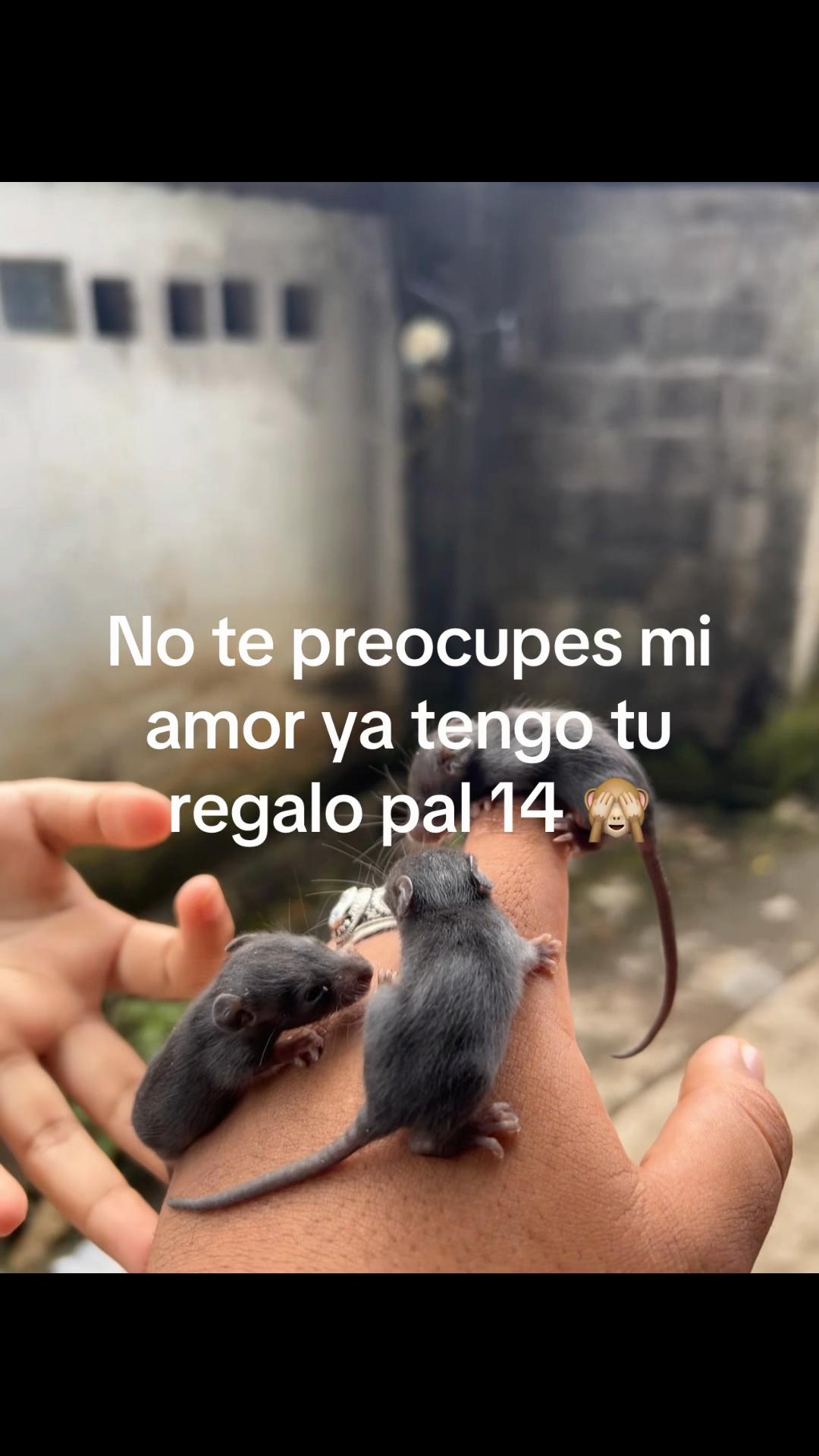 @ꛕͲ_EPY 