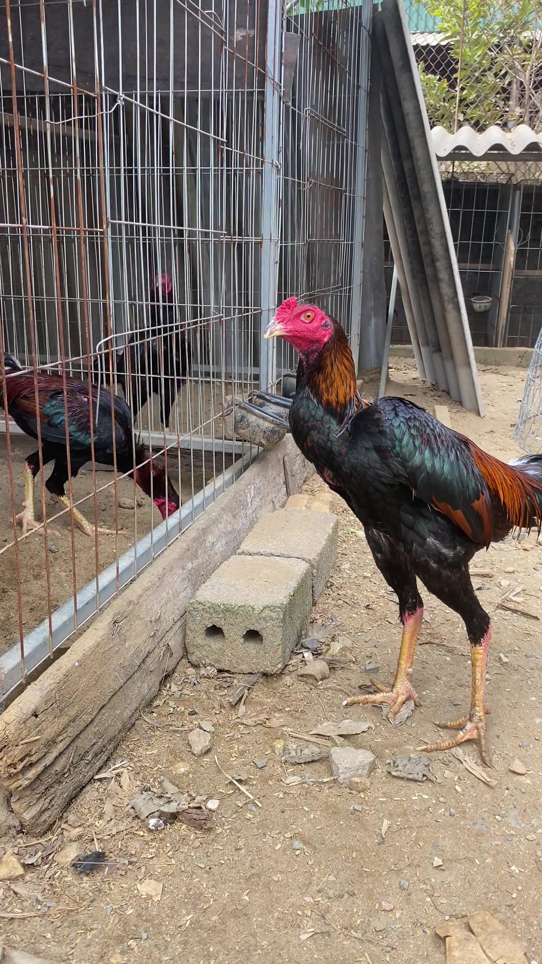 @Trại Gà A Hổ