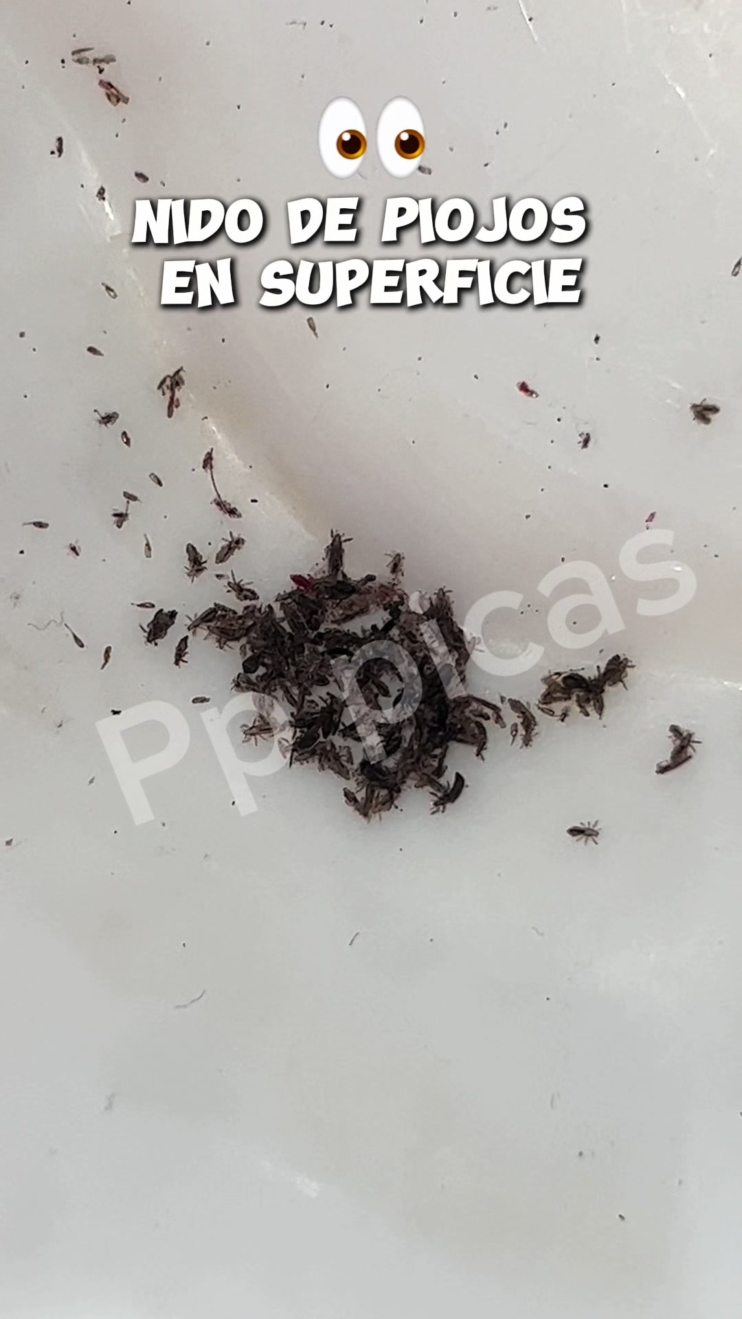 @Pppicas