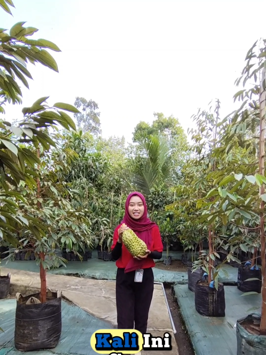 @Produksi Buah_SBS