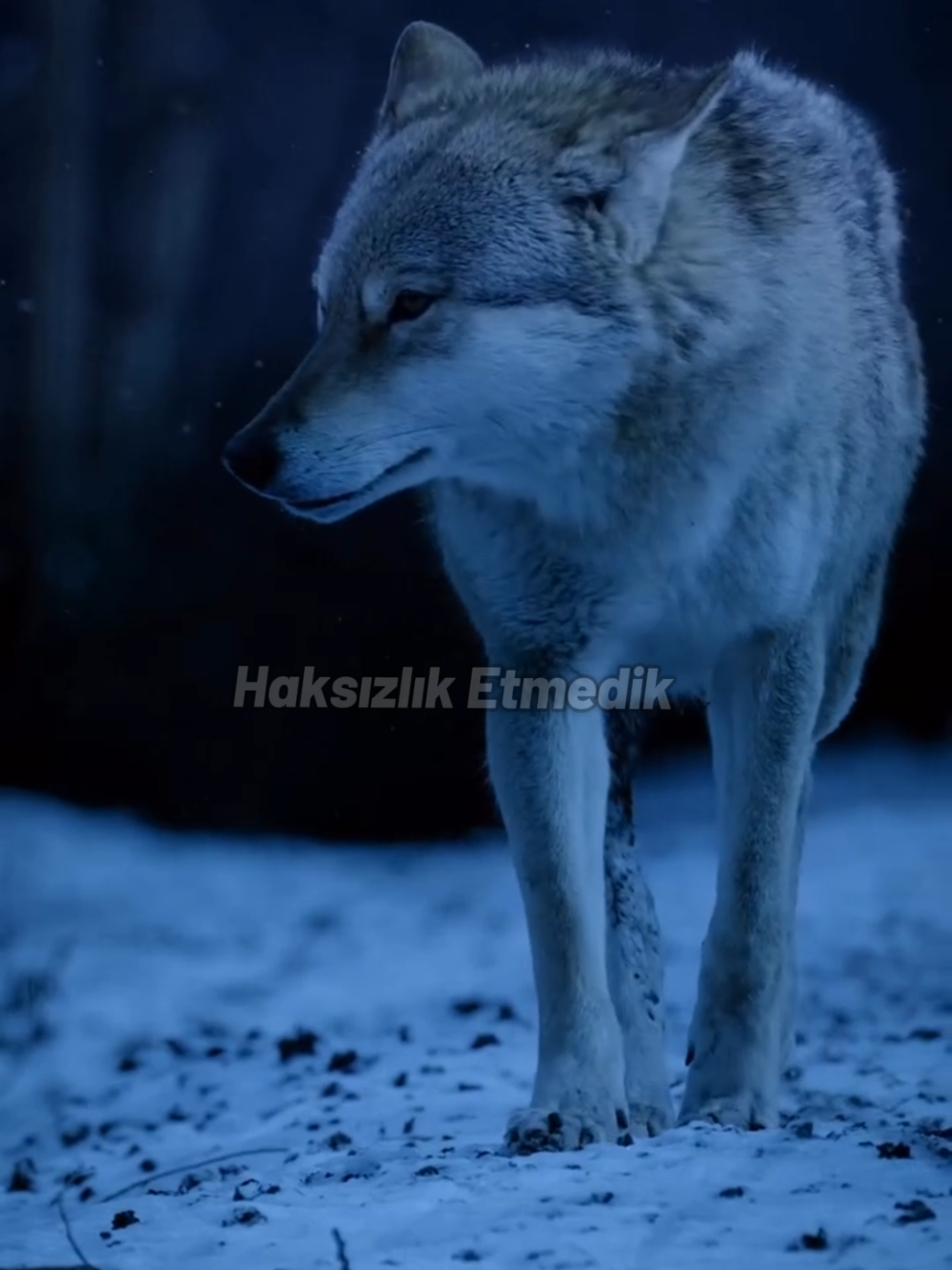 @HAYDAR &Ouml;ZEL
