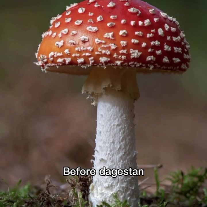 @⏤͟͟͞͞☆Roger🍄✧ツ