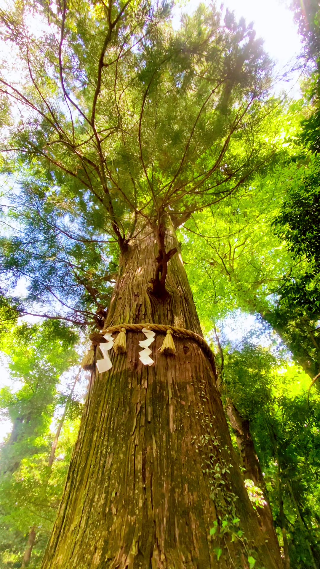 @Beauty of Japan