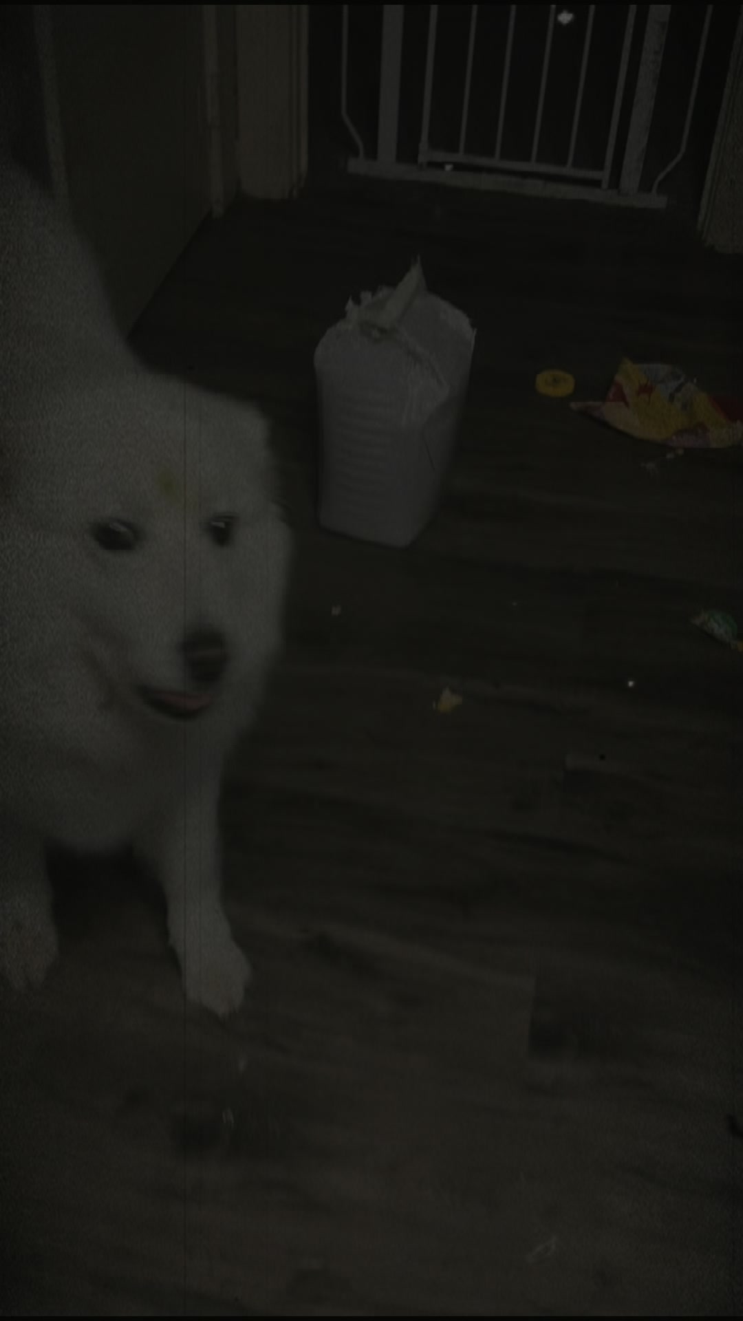 @TheStoner&rsquo;s_Samoyedsfamily