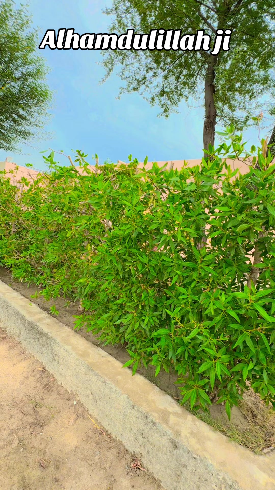 @🇸🇦مدثد جوئیہ چنوں آ لہ 🇵🇰