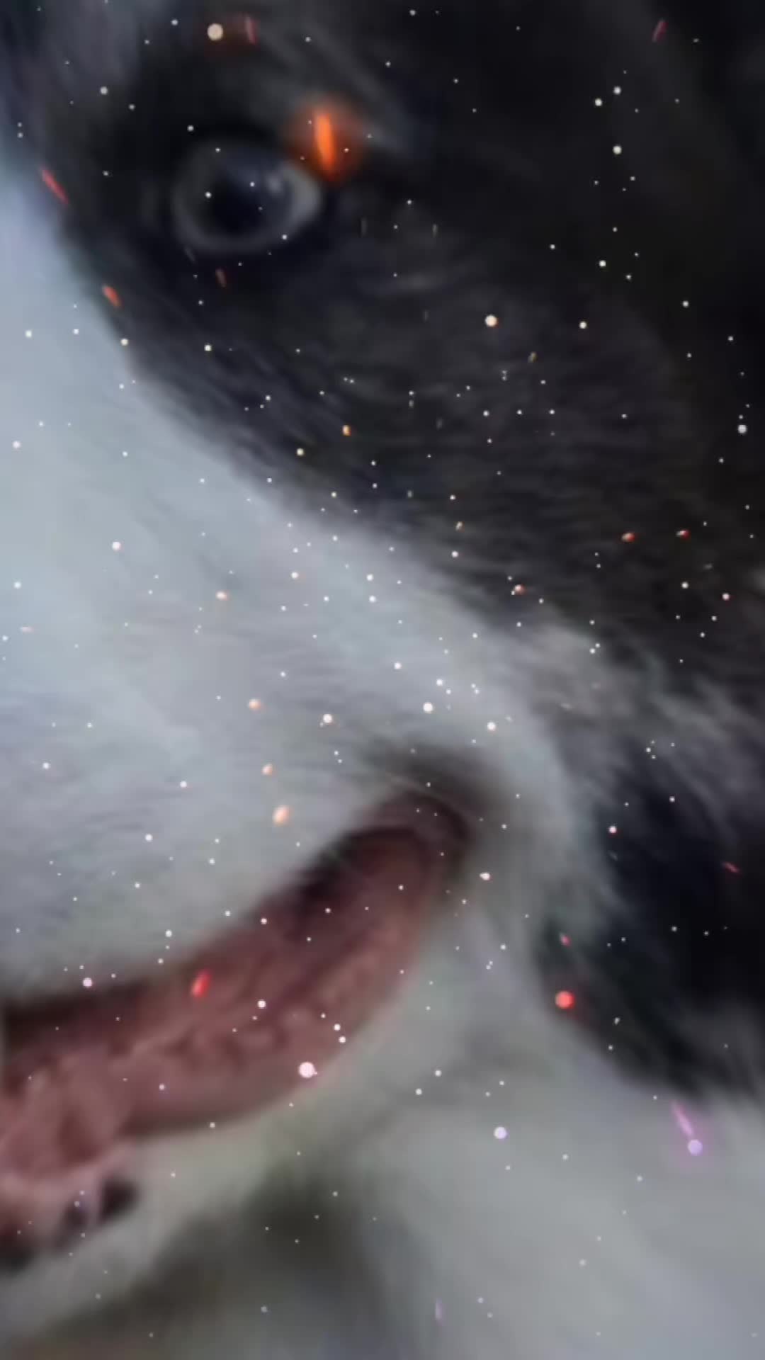 @KìTtY