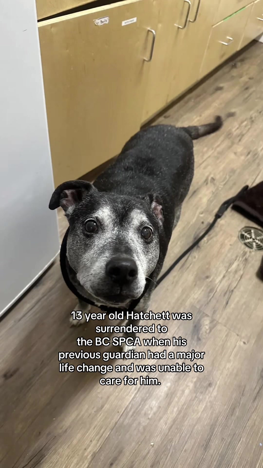 @BC SPCA