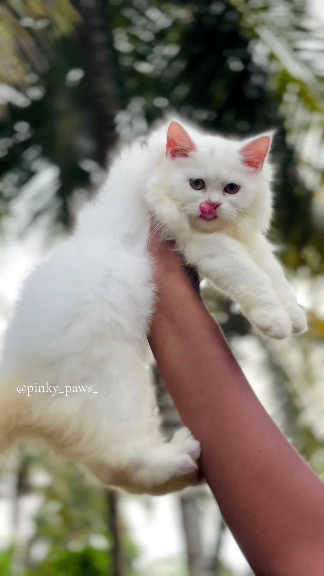 @Pinky Paws