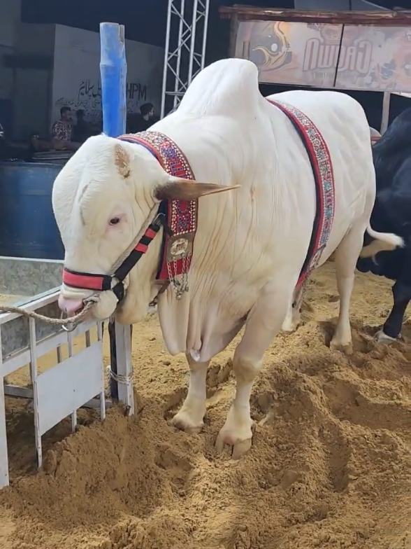 @Karachi Bull lovers