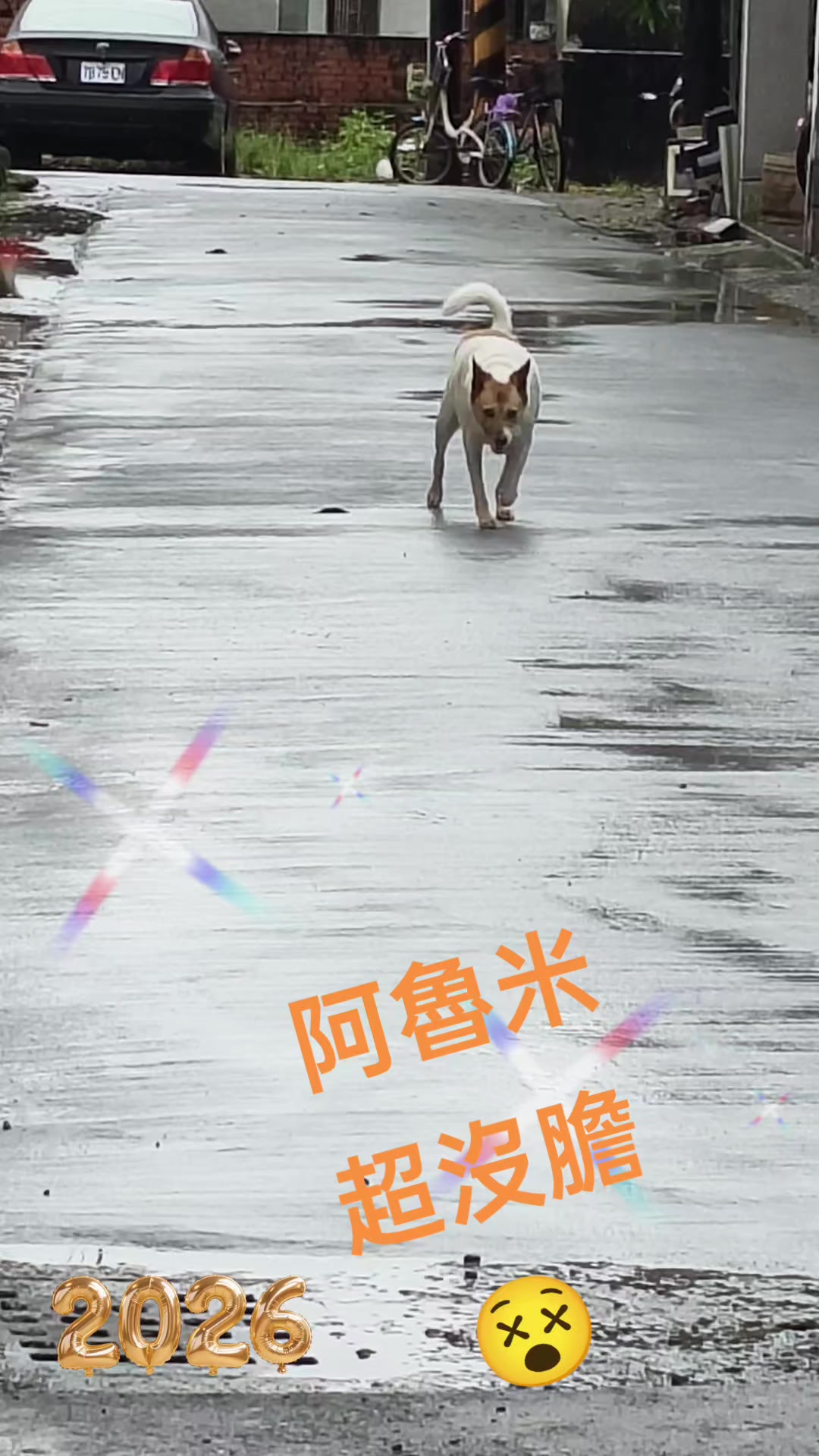 @大珍寶🥕