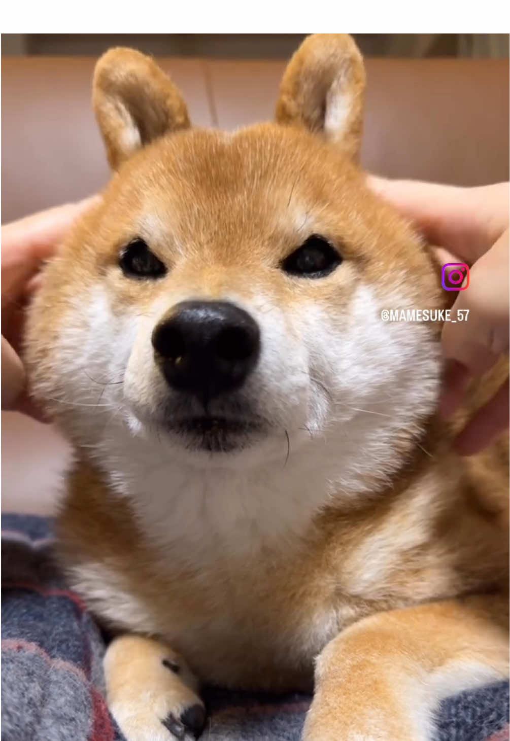 @豆助