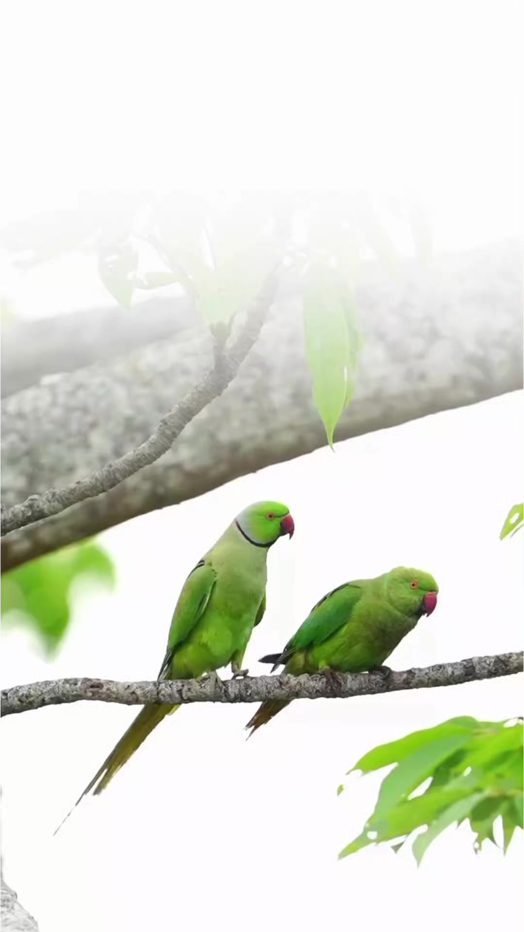 @تنہائی پسند🥂